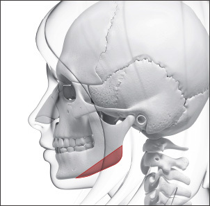 Pengecilan Rahang - gambar detail